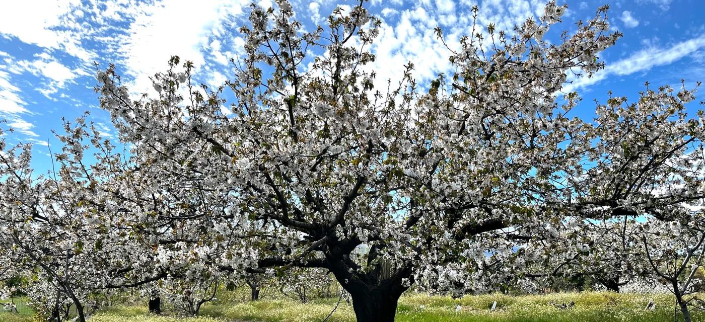 Cerezo centenario en flor — Valle del Jerte