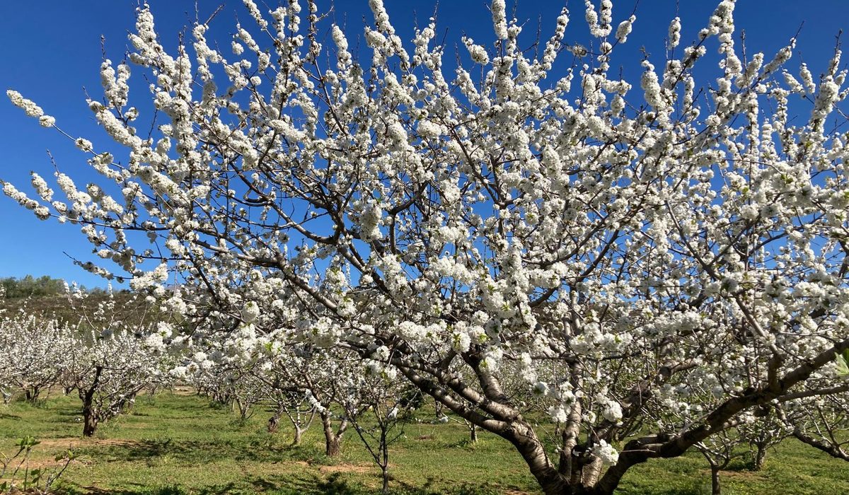 Plantación en floración — Valle del Jerte