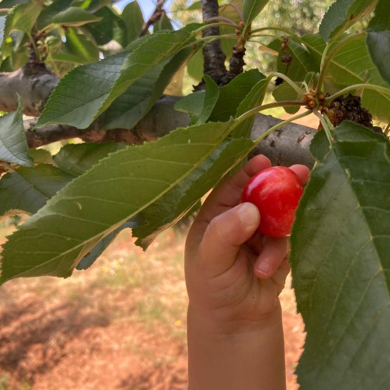 Cereza Selección (28+ mm)